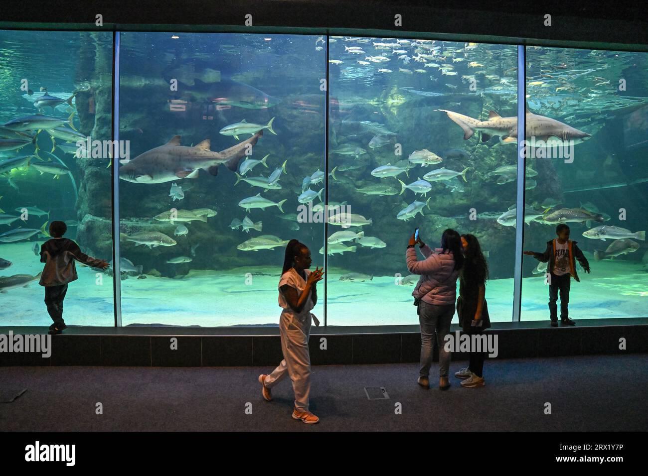 Visitors at the Two Oceans Aquarium, Cape Town, Western Cape Province, South Africa Stock Photo