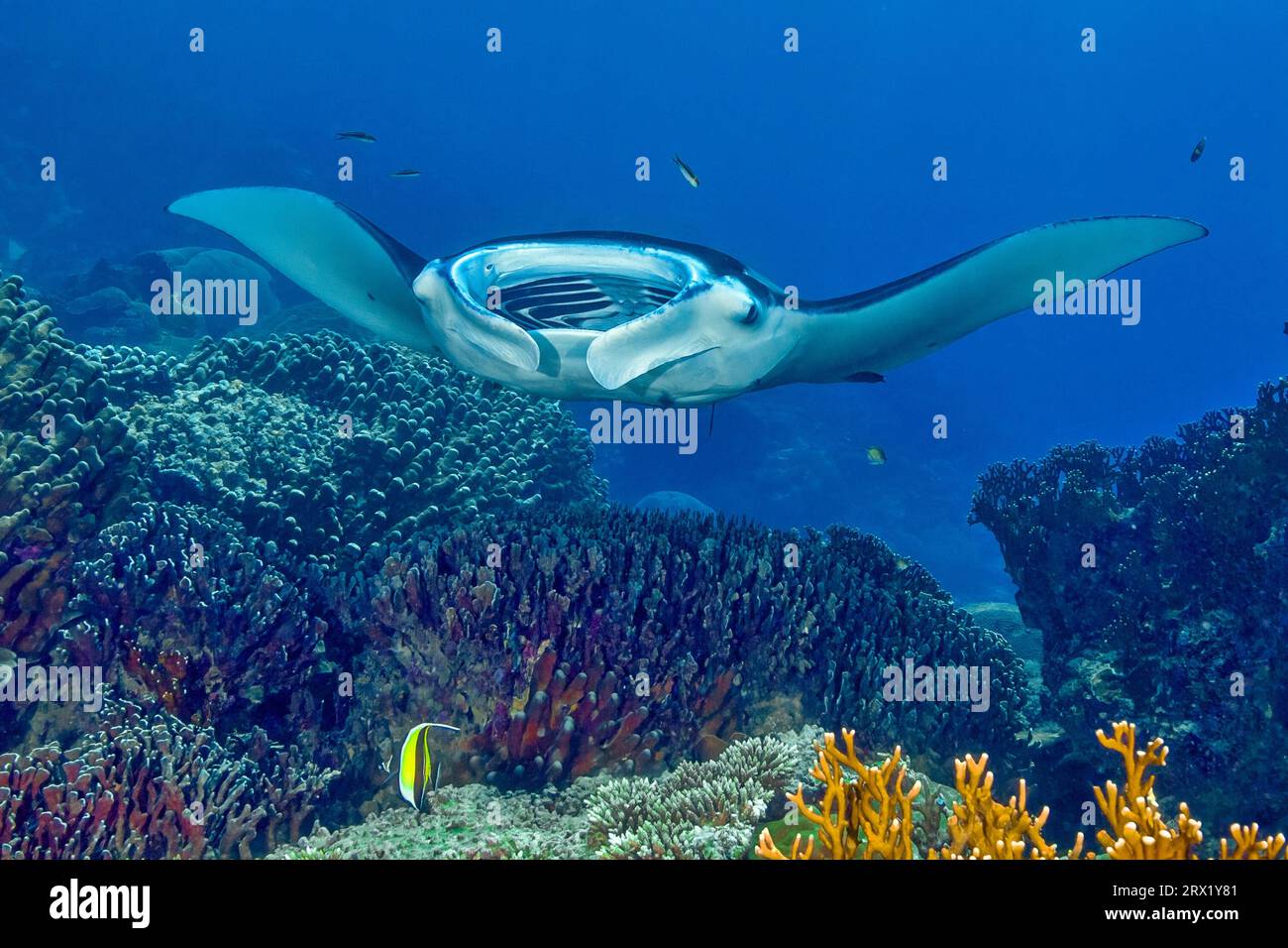 Symbiotic behaviour Symbiosis of reef manta ray (Manta alfredi) Manta ray hovers with open mouth over cleaner wrasse (Labroides dimidiatus) cleaner Stock Photo
