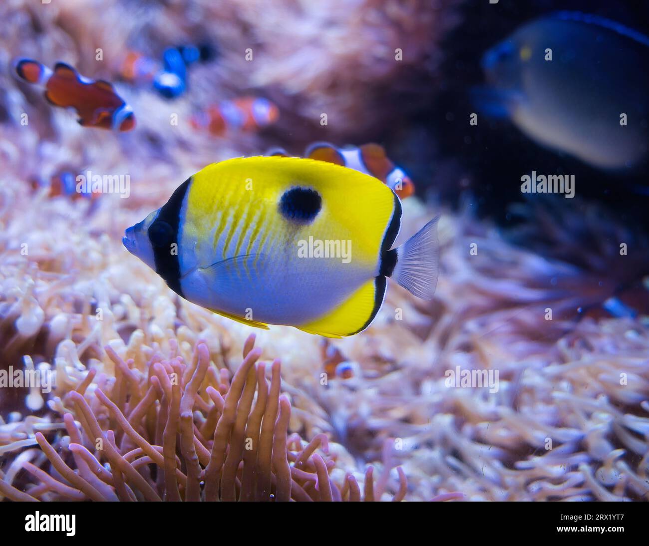 Polynesia Fish Types Tropical reef fish polynesia hi-res stock photography and images - Alamy