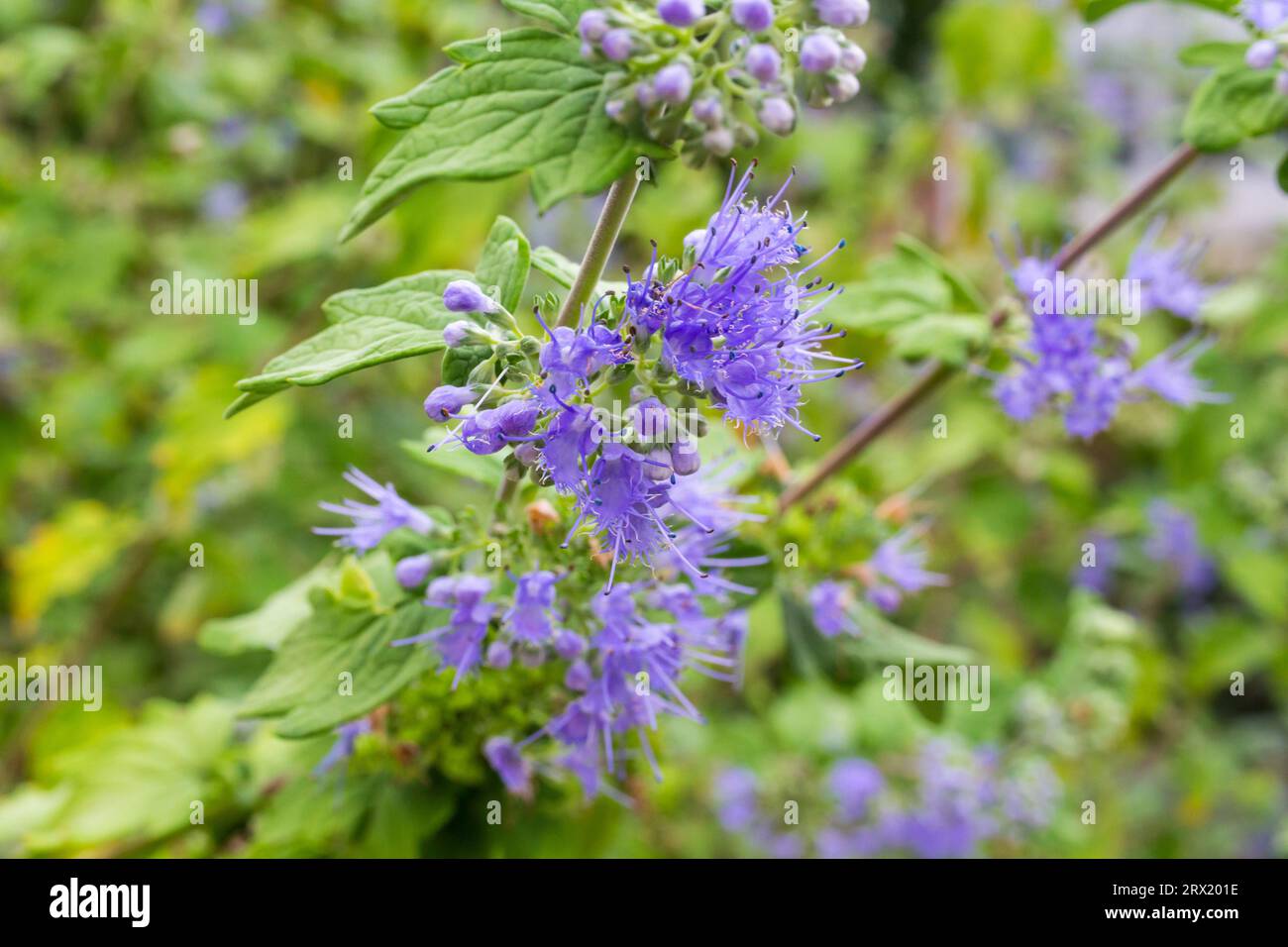 Close up of Caryopteris incana (Bluebeard) purple flowers in late summer, Botanic Garden, Sopron, Hungary Stock Photo