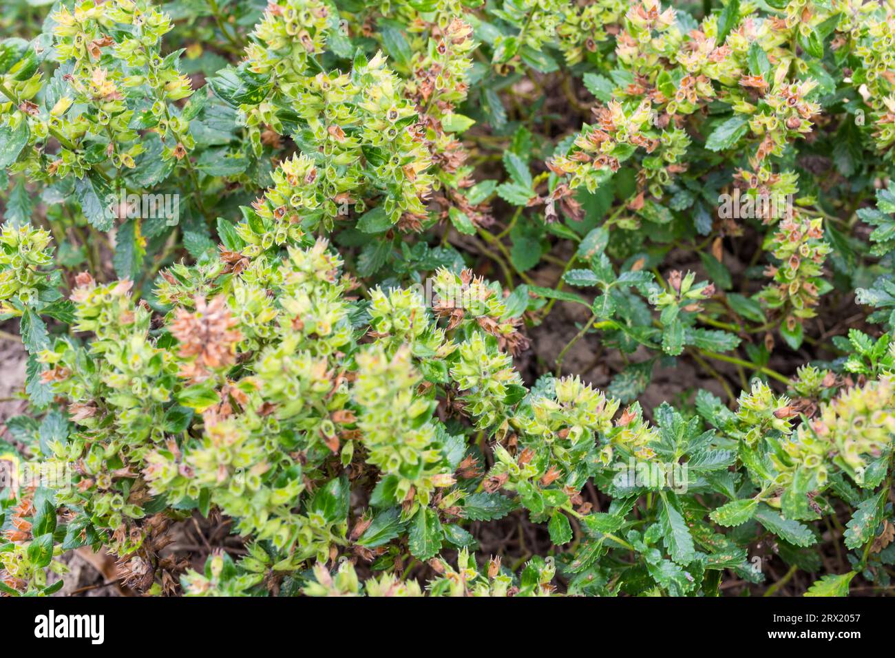 Wall germander (Teucrium chamaedrys), after blooming, Botanic Garden, Sopron, Hungary Stock Photo