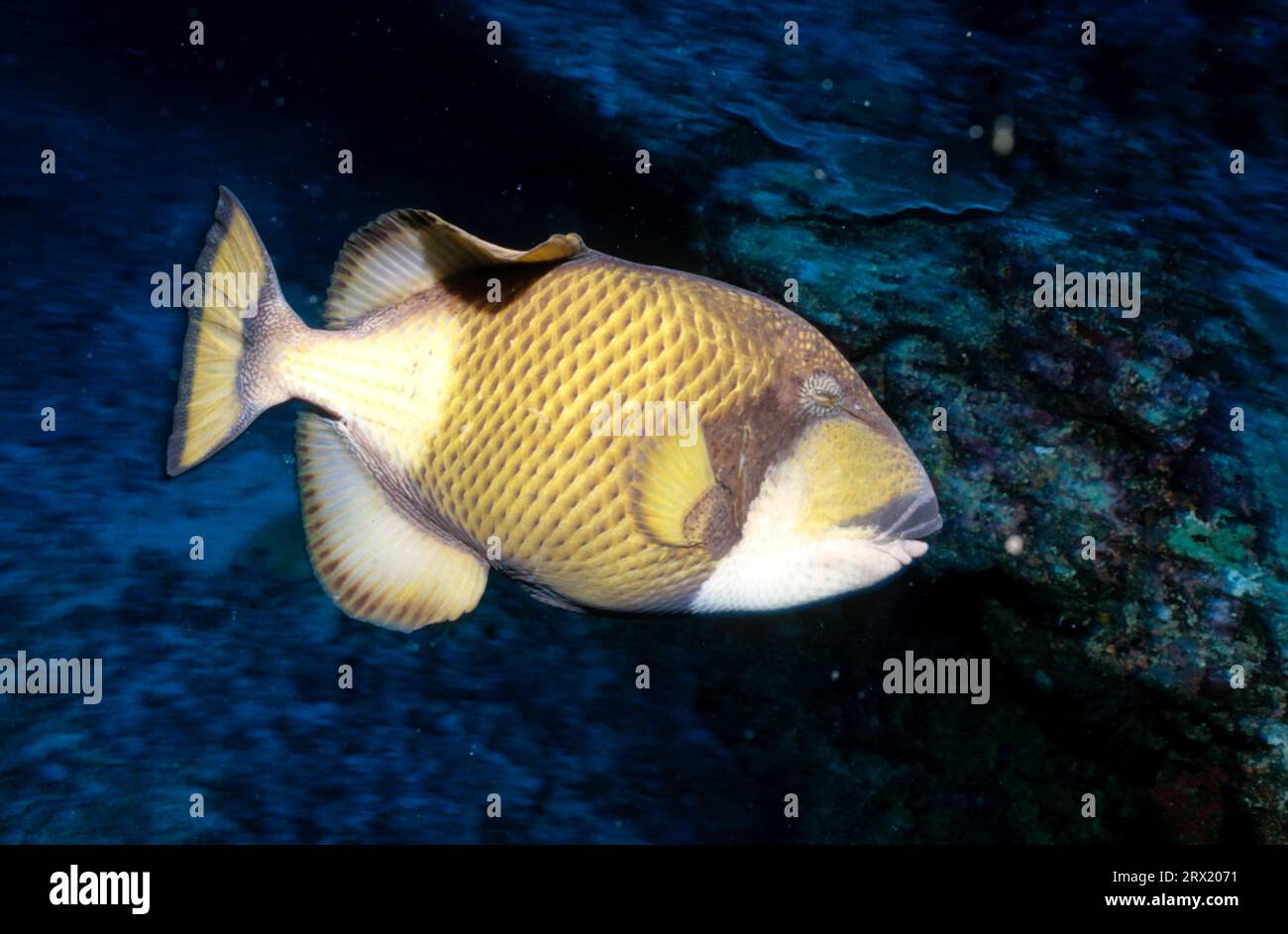 Giant triggerfish Stock Photo