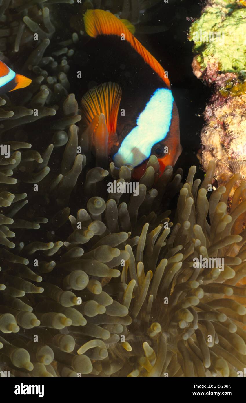 Nemo hi-res stock photography and images - Page 33 - Alamy
