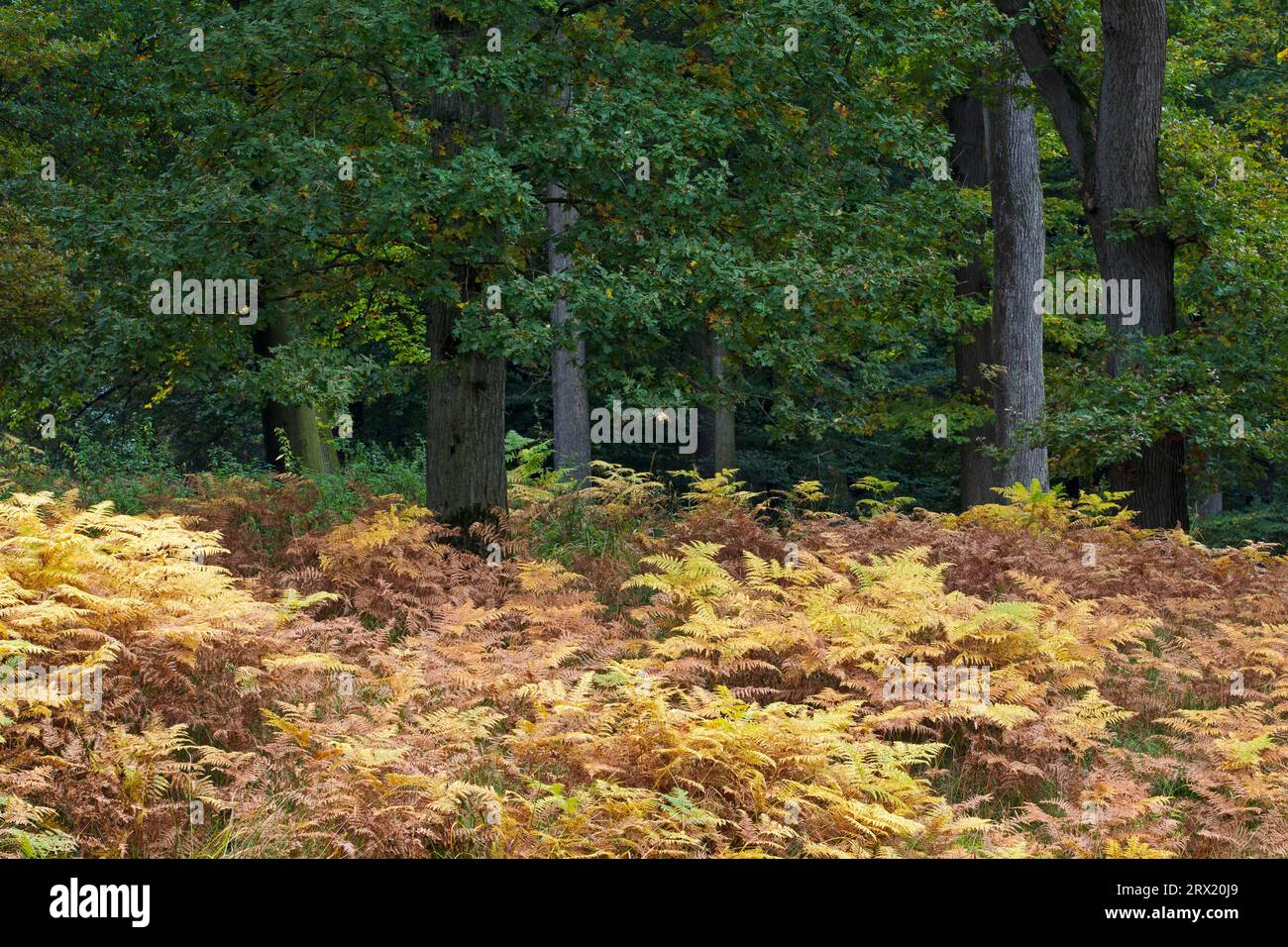 Oak forest and bracken in autumn, Oak forest and Common Bracken in autumn, Steinburg district, Schleswig-Holstein Stock Photo