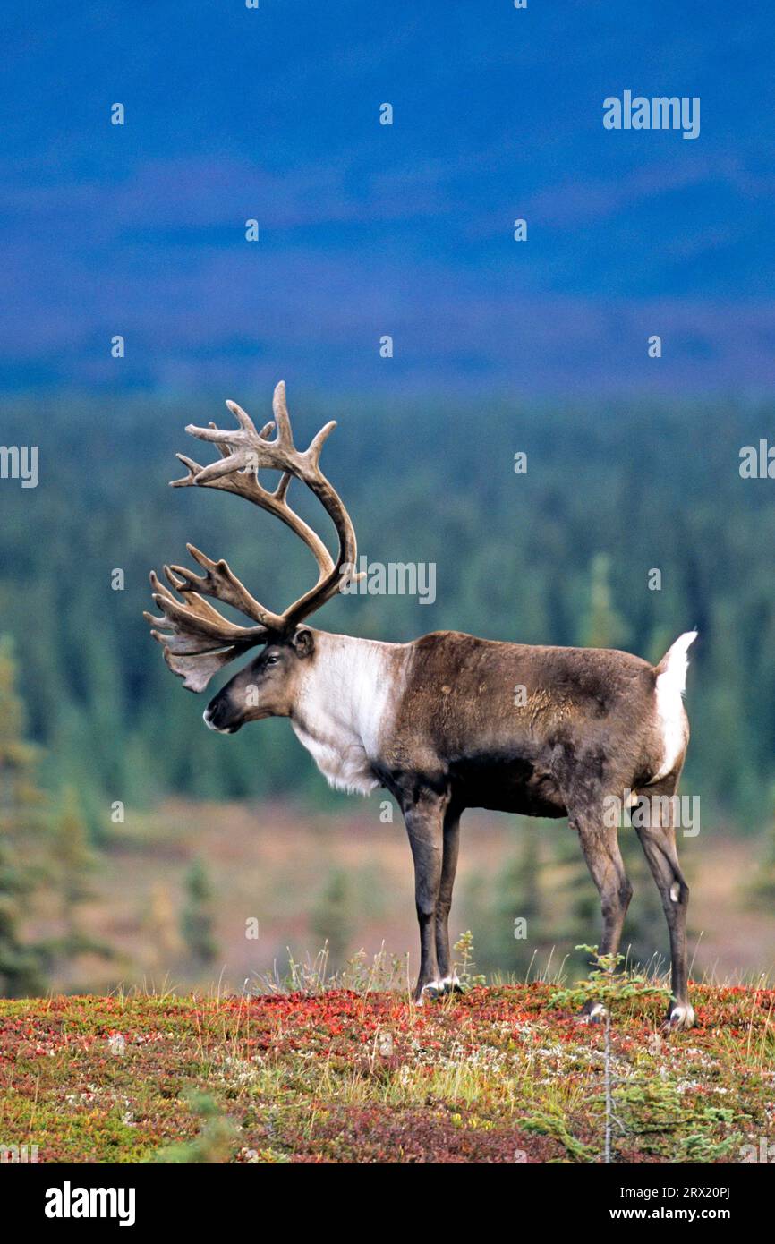 Reindeer (Rangifer tarandus), the Alaskan Caribou has the longest land migration route of any land mammal on earth (Grants Caribou) (Photo male Stock Photo