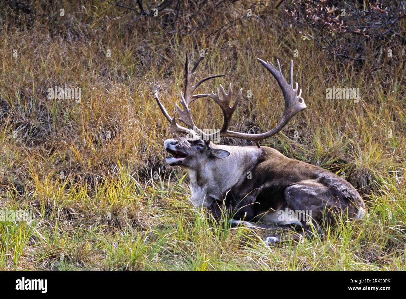 Caribou, in winter reindeer (Rangifer tarandus) lichens are a very