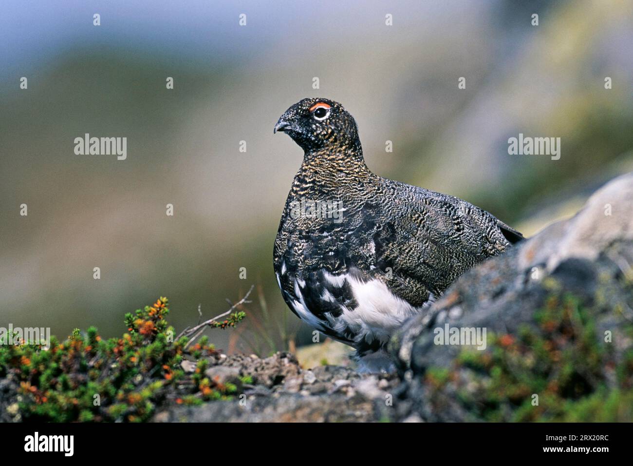 Rock Flocks Rock Ptarmigan (Lagopus) form loose flocks after the breeding season ...