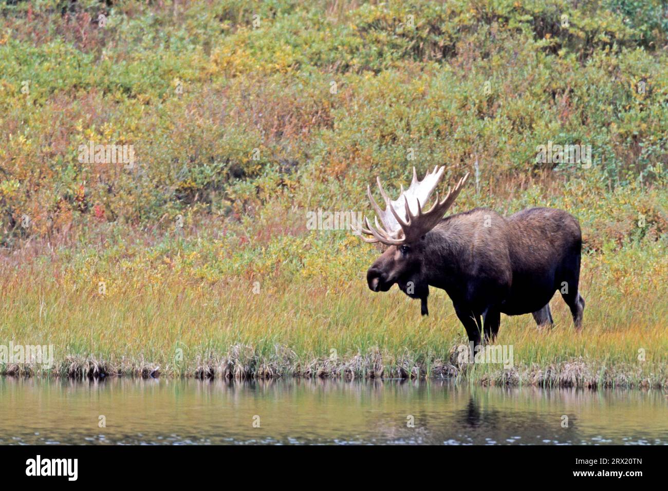 Elks are very good swimmers (Alaskan moose) (Photo moose (Alces alces) scoopers at a Tundra lake), Moose are excellent swimmers (Alaskan moose) Stock Photo