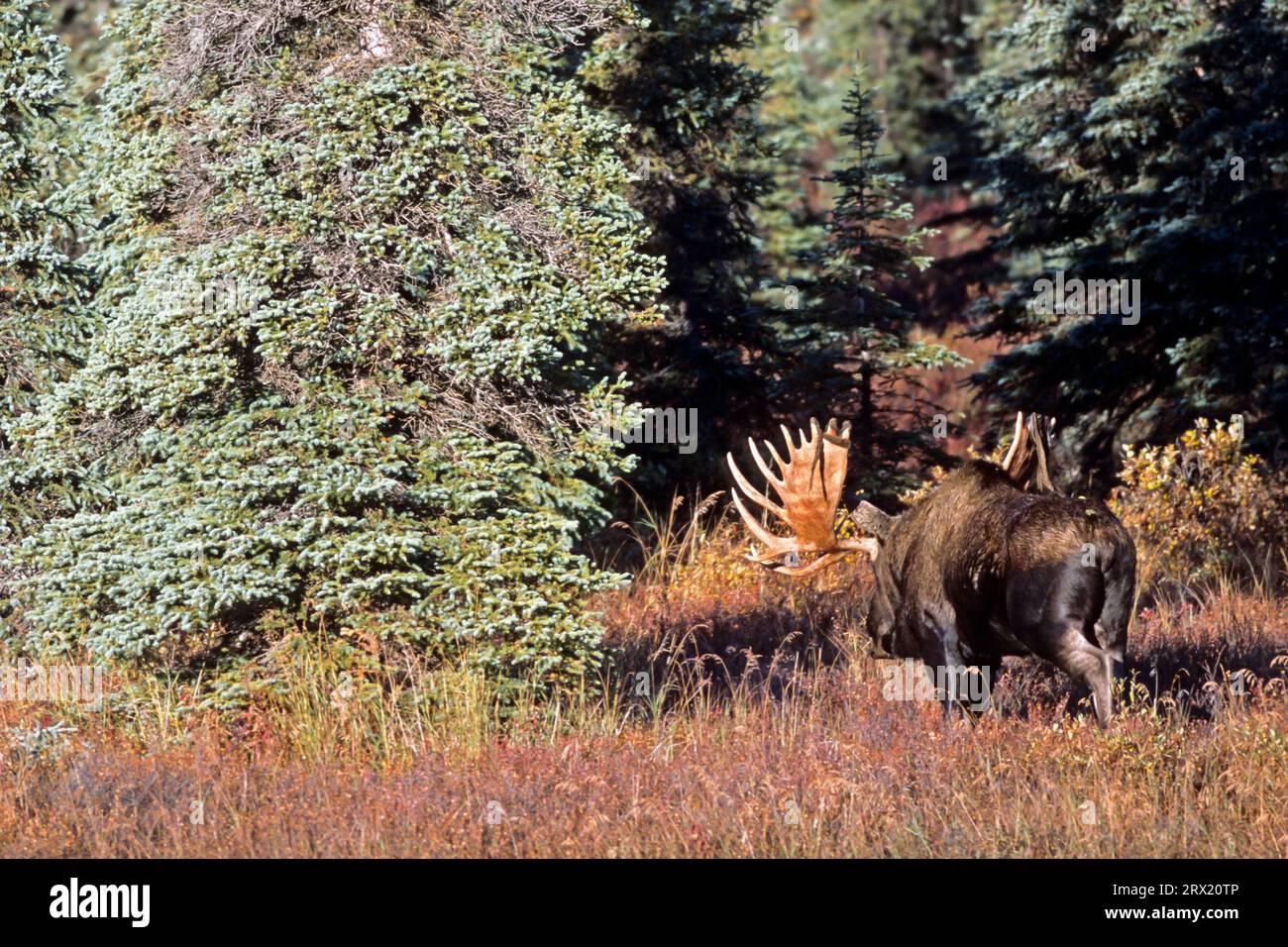 Elk, mature Alaskan bull moose (Alces alces) reach an average weight of 630kg (Alaskan moose) (Photo bull moose in autumn tundra), Moose, a mature Stock Photo