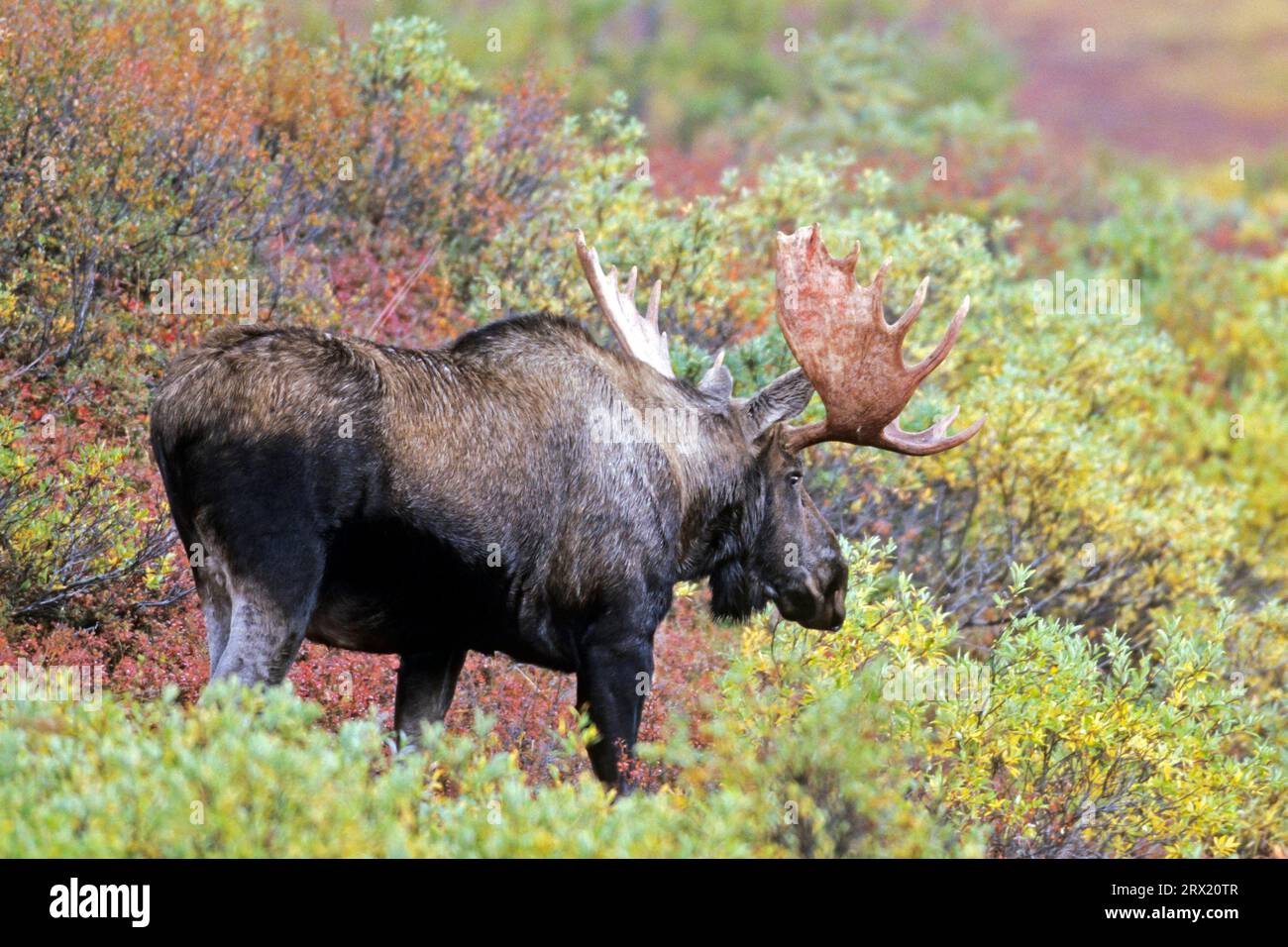 Elk, the antlers of North American and Siberian moose (Alces alces) bulls are usually larger and bulkier than those of Eurasian moose (Alaska moose) Stock Photo