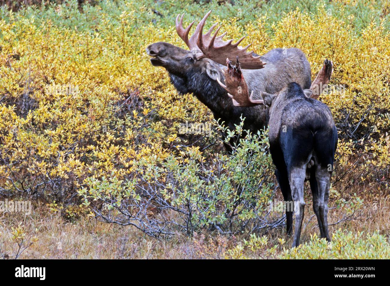 Elks, in North America, they injure more people than any other wild mammal (Alaska Moose) (Photo bull Moose (Alces alces) playfully fighting), Alces Stock Photo