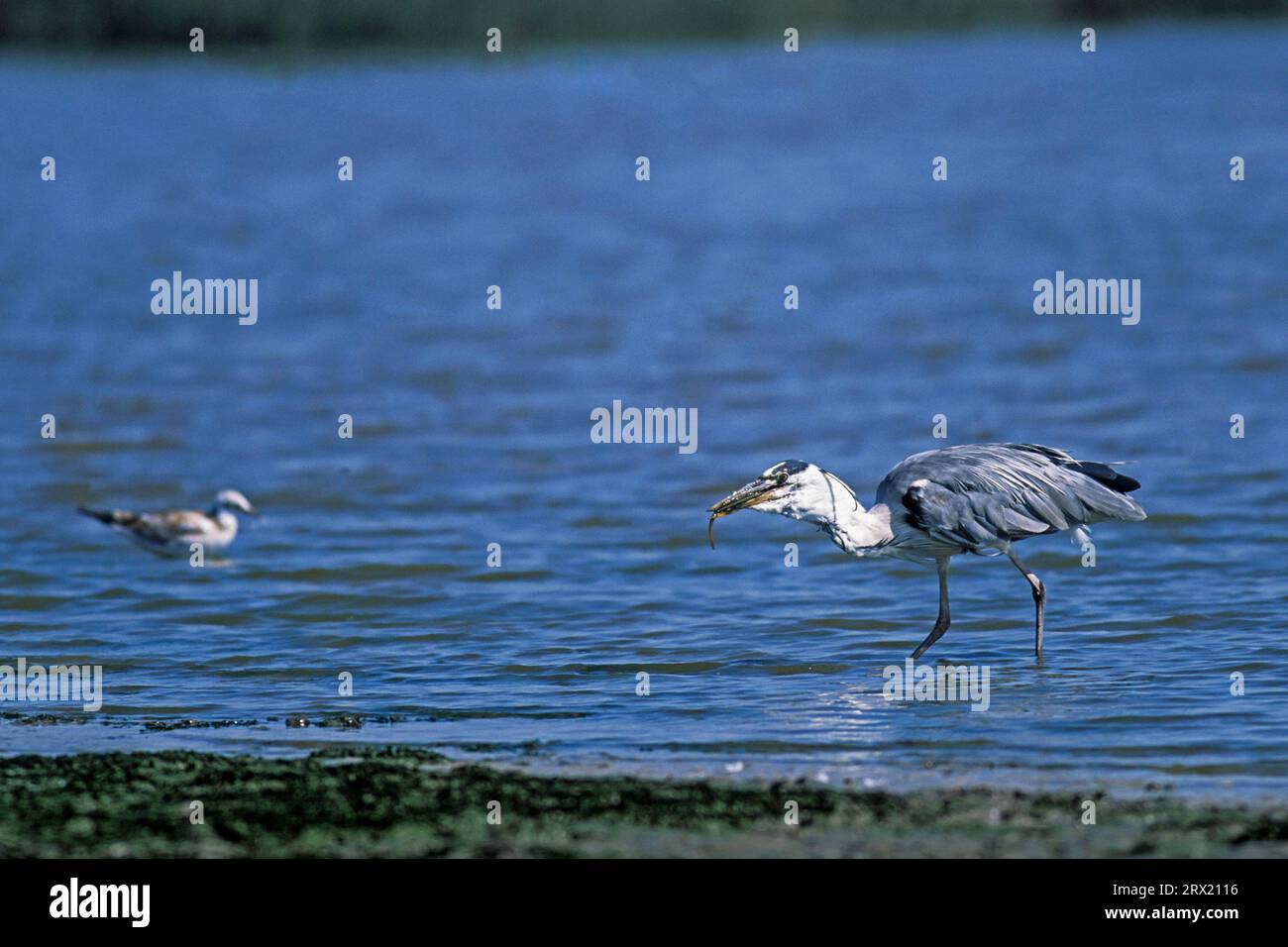 Grey grey heron (Ardea cinerea) have a wide food spectrum and feed on