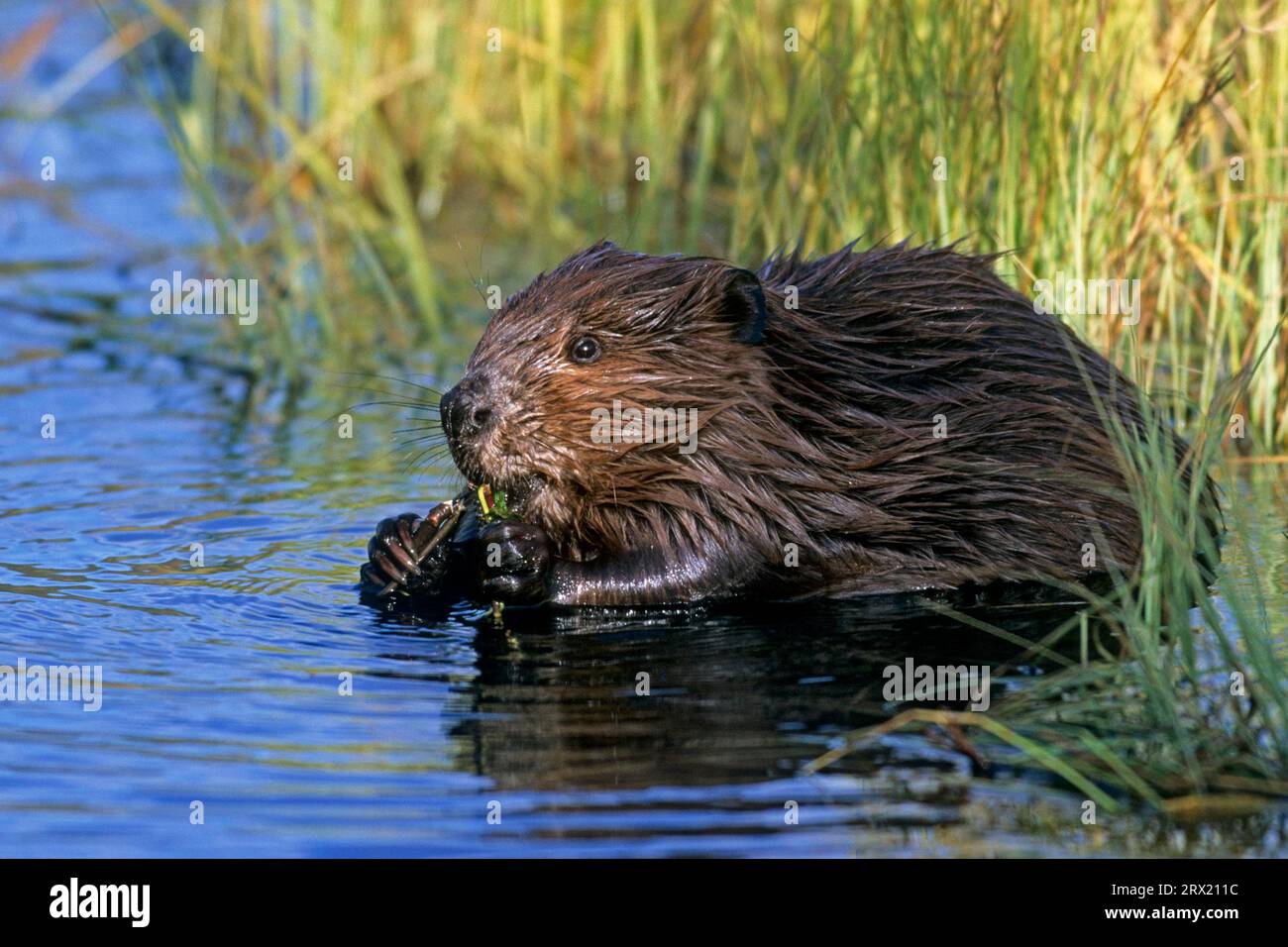 North american beaver (Castor canadensis), the female is ready to