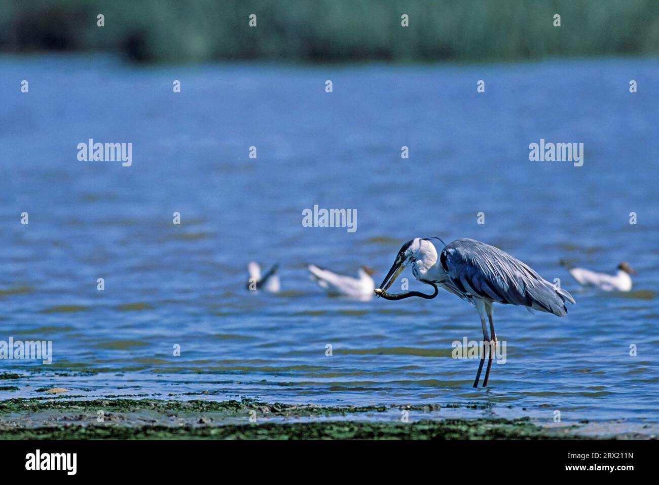 Grey grey heron (Ardea cinerea) have a wide food spectrum and feed on ...