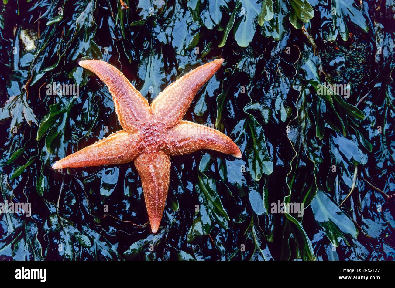Common starfish (Asterias rubens) is the most common starfish in the north-east Atlantic (Common Starfish) (Photo starfish on seaweed) Stock Photo