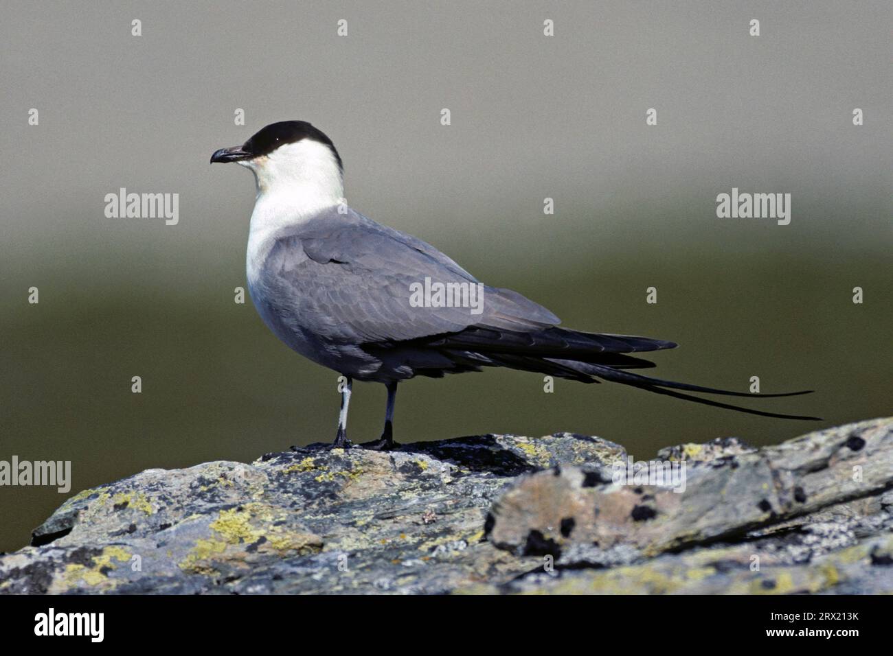 Long-tailed jaeger (Stercorarius longicaudus) is the smallest species of the skua family (Photo Long-tailed Skua adult bird in the breeding area) Stock Photo