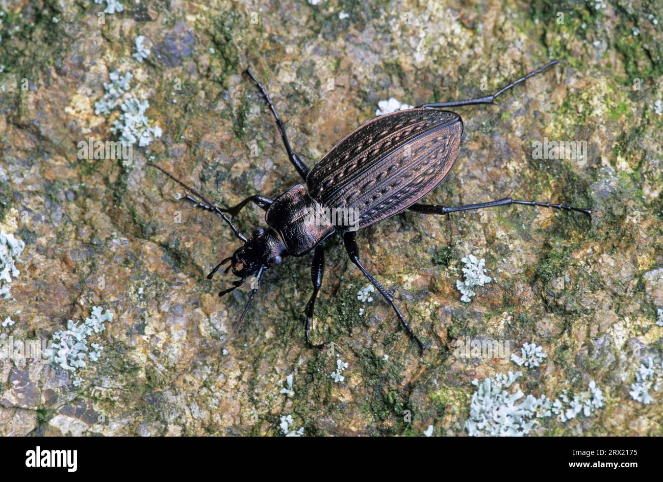 Granulated ground beetle (Carabus granulatus) is widespread in Europe ...