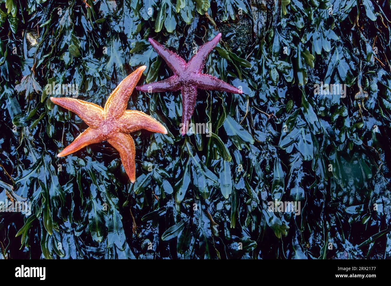 Common Starfish (Asterias rubens) has 5 arms (Photo starfish on seaweed) Common Starfish has five arms (Common Starfish) (Photo starfish on seaweed) Stock Photo