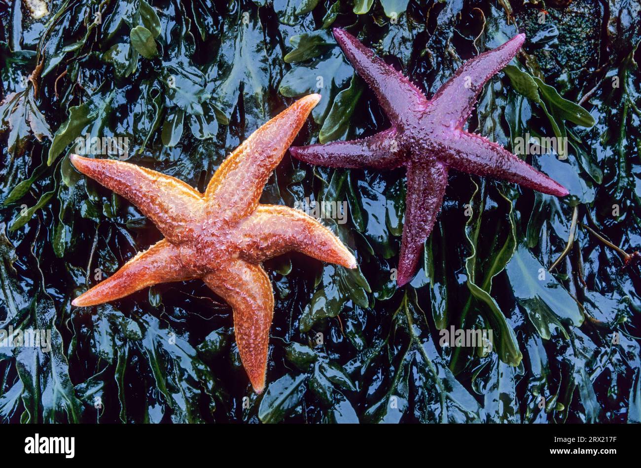 Common Starfish (Asterias rubens) reaches an average size of 10, 30cm, but specimens up to 52cm are also known (Photo starfish on seaweed), Common Stock Photo