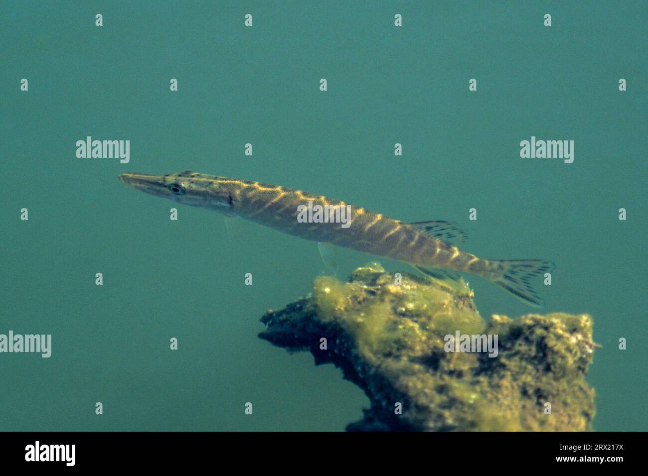 Pike, the largest fish ever recorded was 152cm long and weighed 28kg (European pike) (Photo juvenile fish), Northern Pike (Esox lucius), the largest Stock Photo