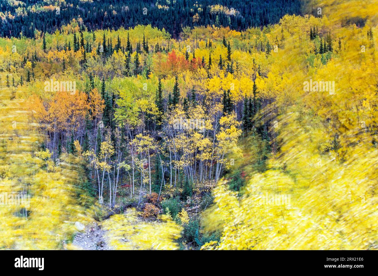 Aspen in fall on a stormy day, Denali National Park, Alaska Stock Photo 