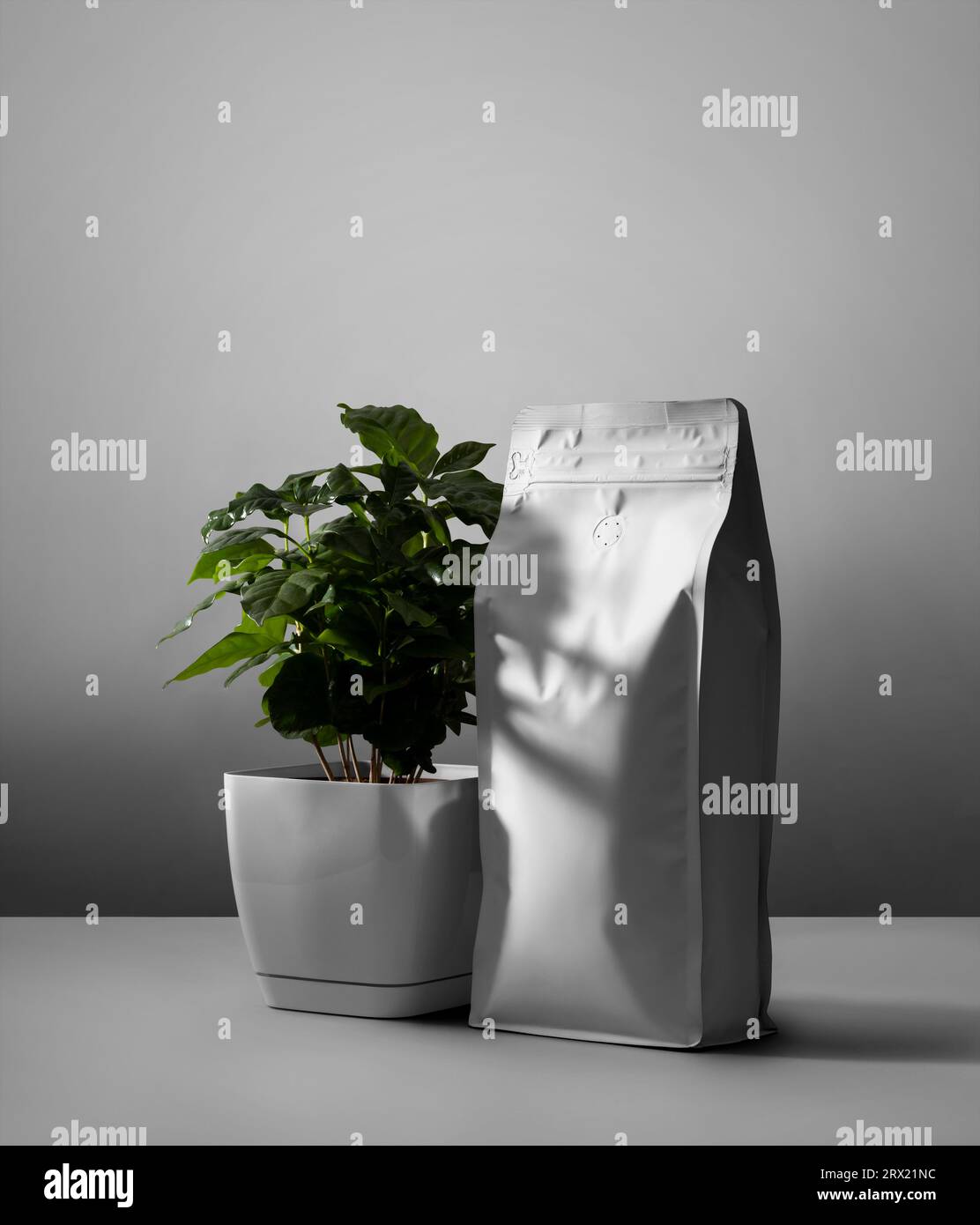 Mockup of a white zip package with a valve, Arabica tree in a pot, shadows, on a wall background