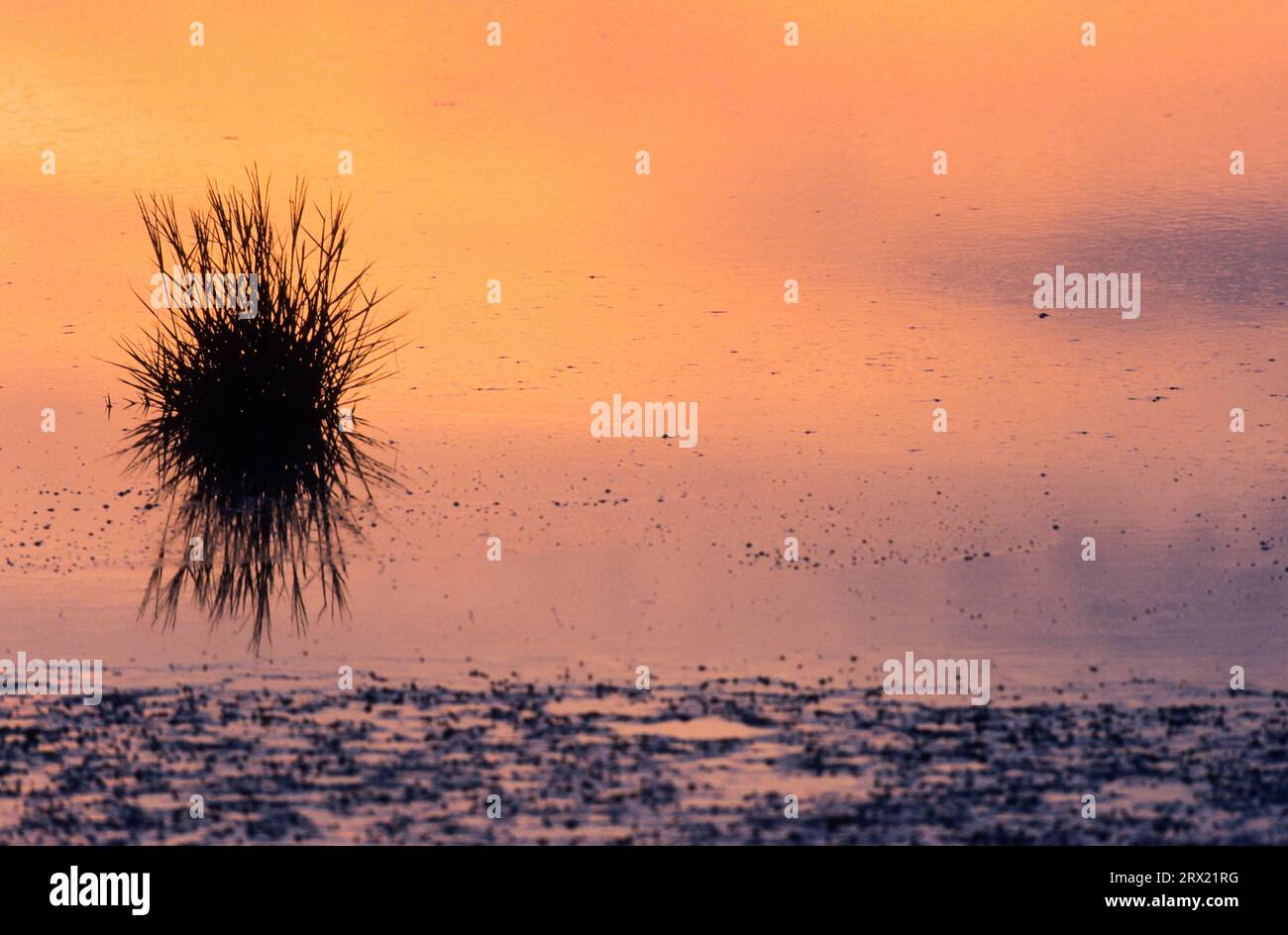 Salz-Schlickgras im Wattenmeer an der Nordseekueste, Common Cord-grass in Wadden Sea at North Sea coast, Meldorfer Bucht, North Sea Stock Photo
