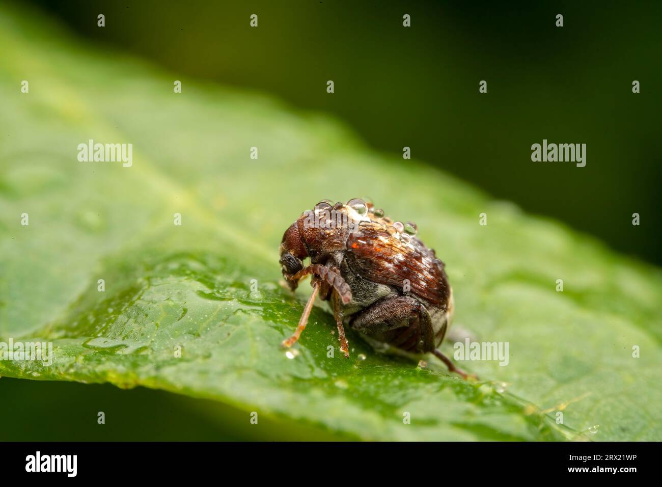 bean weevil in the wild state Stock Photo Alamy