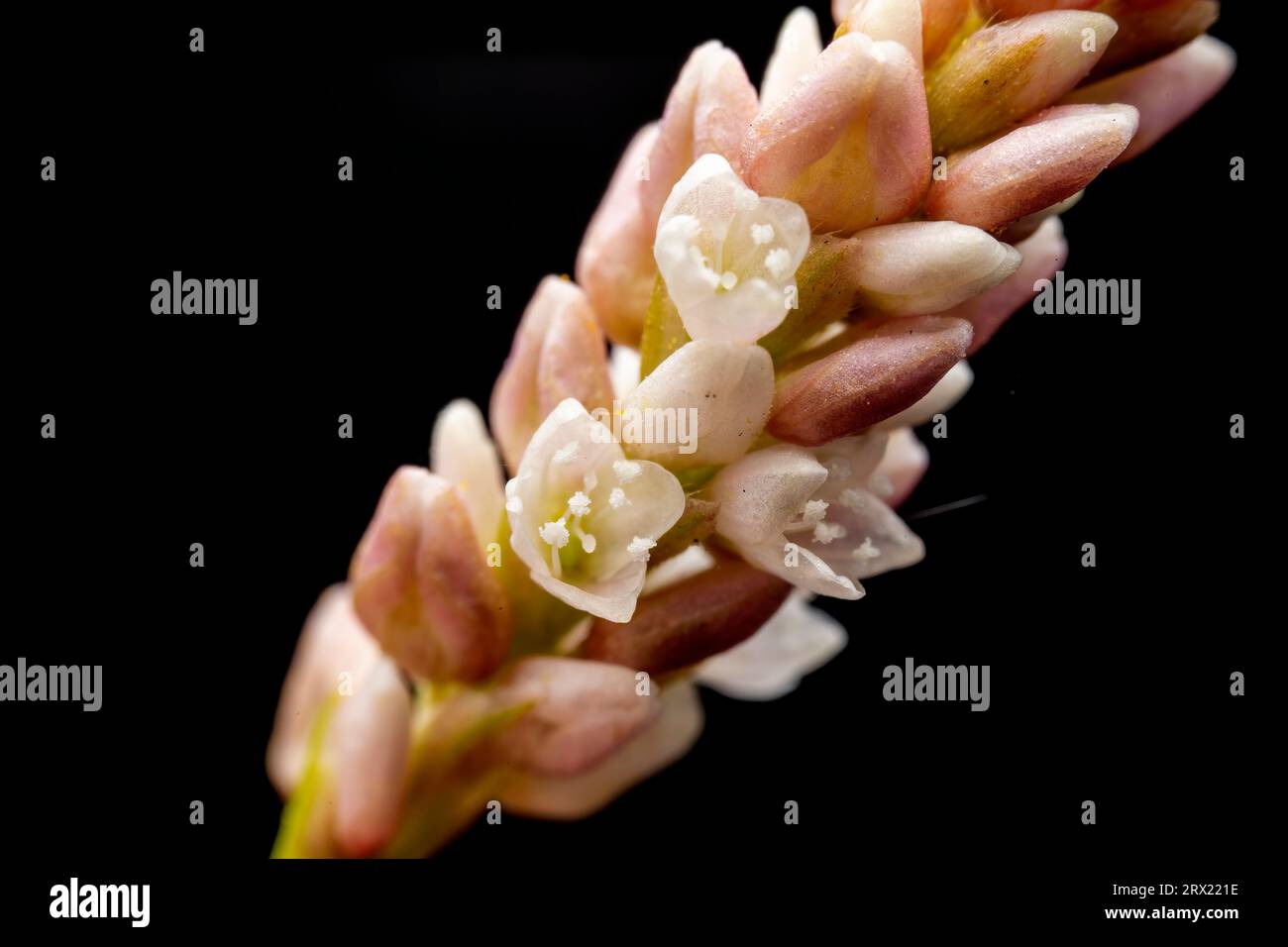 polygonum orientale flowers in the wild state Stock Photo