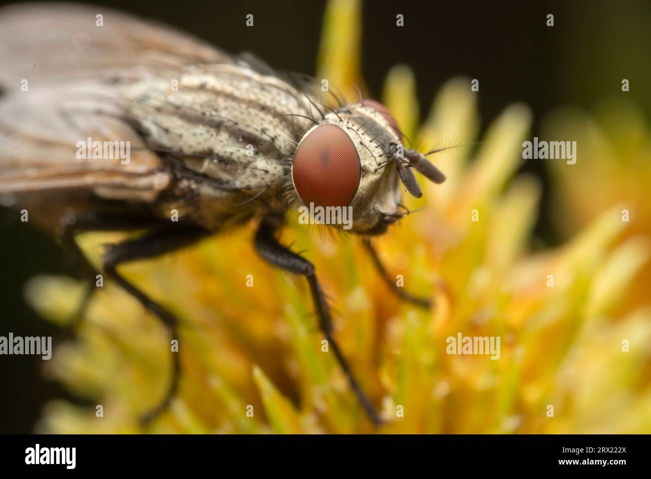 Tachinid in the wild state Stock Photo
