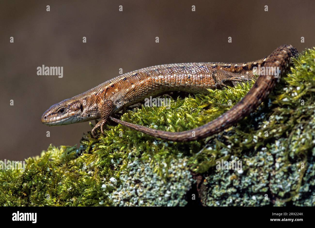 Viviparous lizard (Lacerta vivipara) is a specially protected species in Germany (Photo of a female), Viviparous Lizard the females have whitish Stock Photo