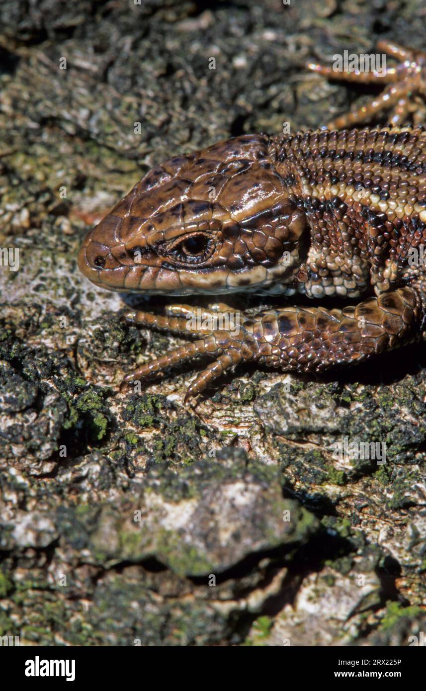 Viviparous lizard (Lacerta vivipara) ovoviviparity enables it to penetrate colder habitats (Photo of a female), Viviparous Lizard its range extends Stock Photo