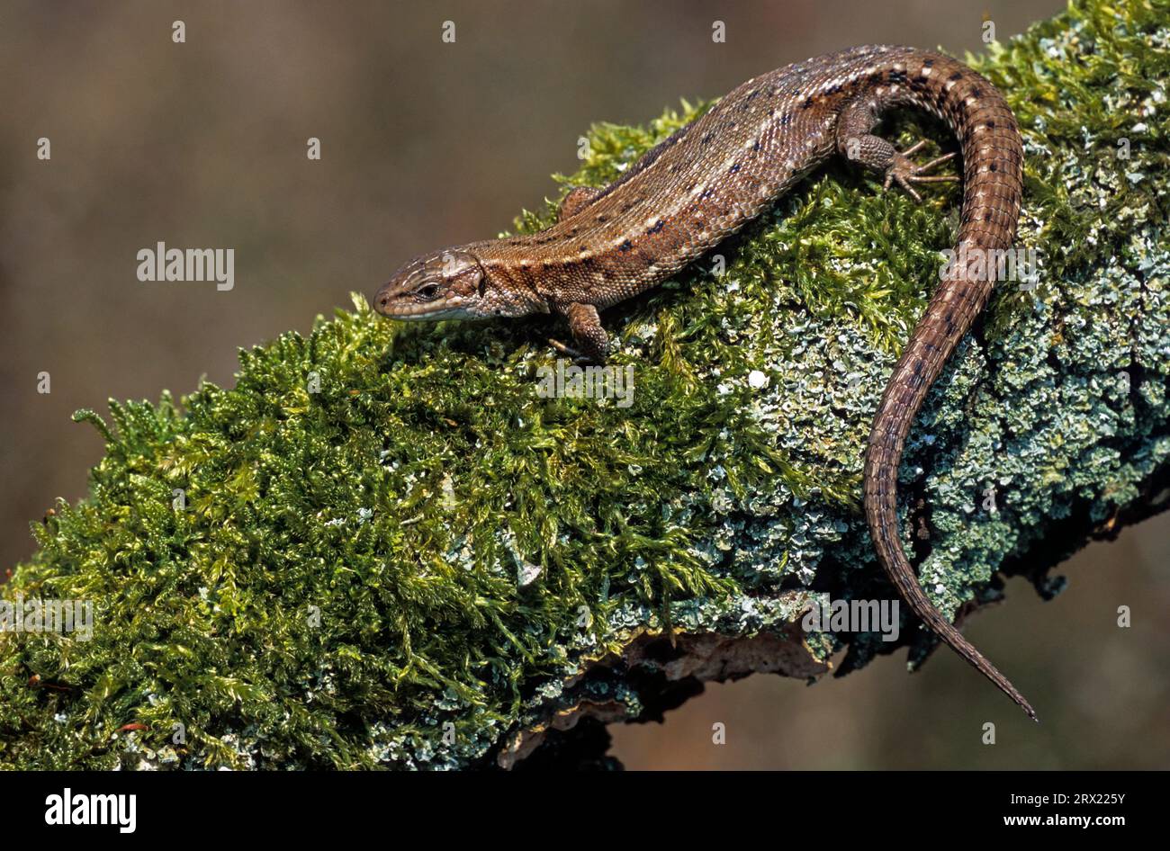 Viviparous lizard (Lacerta vivipara) Prey includes insects, spiders and other small animals (Mountain Lizard) (Photo of a female), Viviparous Lizard Stock Photo