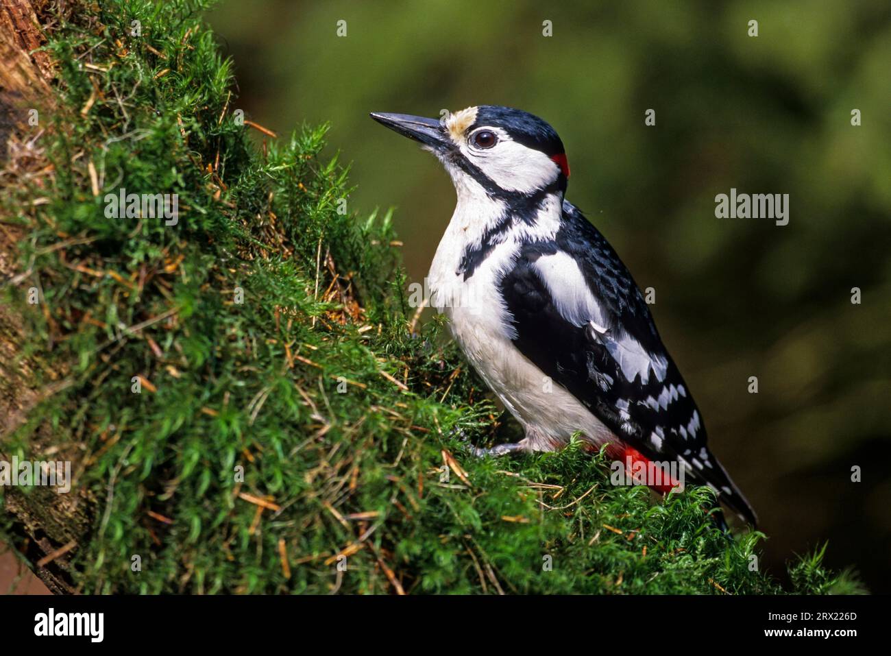 Great Spotted Woodpecker (Picoides major) prefers to build its nest in