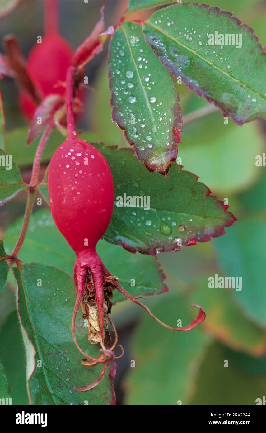 Needle Rose can withstand temperatures of -40 degrees Celsius (Photo of rosehips), Prickly Wild Rose is the most abundant rose species of northern Stock Photo