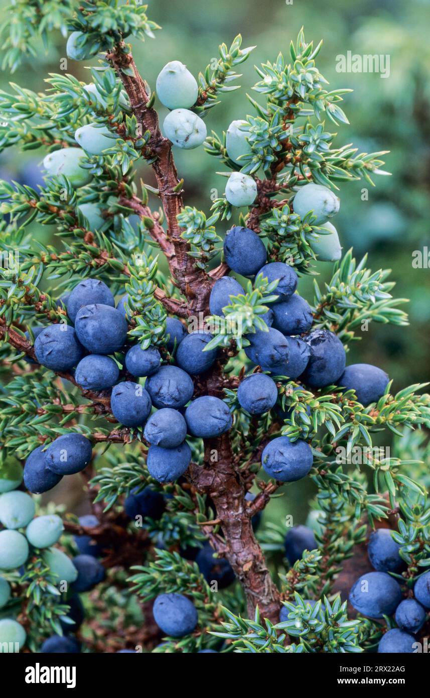 Common Juniper (Juniperus communis) the cones (berries) are an important spice in European cuisine (Heide-Wacholder), Common Juniper the male and Stock Photo