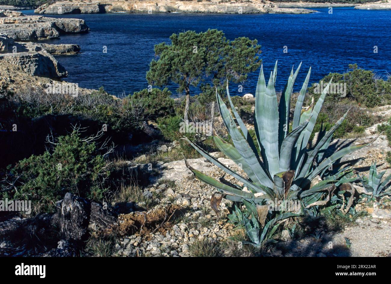 Century plant (Agave americana) flowers only once in a lifetime and