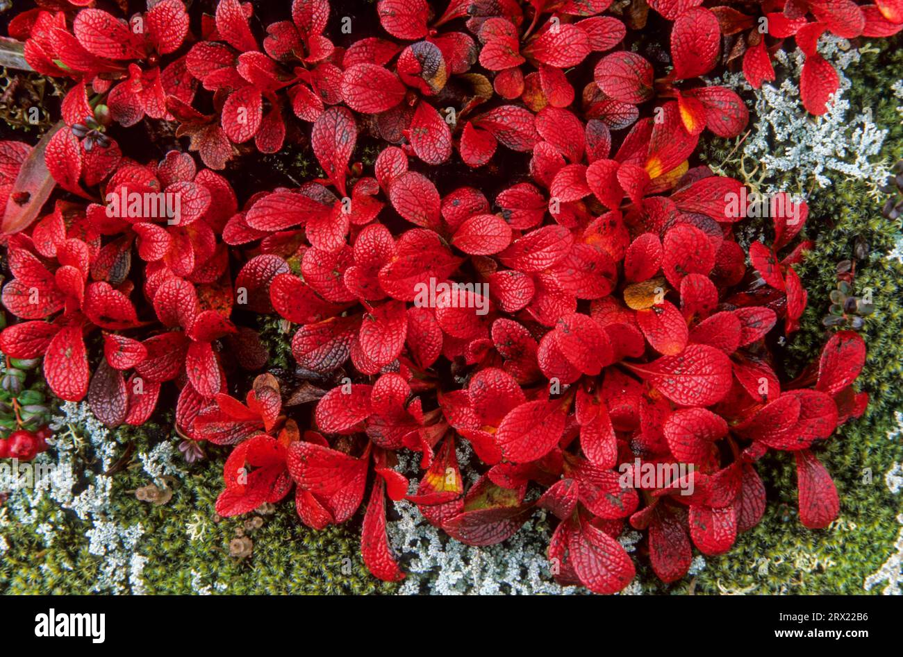 Alpine Bearberry the fruits can be eaten raw or cooked, Alpine Bearberry the leaves turn red in autumn (Mountain Bearberry), Arctostaphylos alpinus Stock Photo