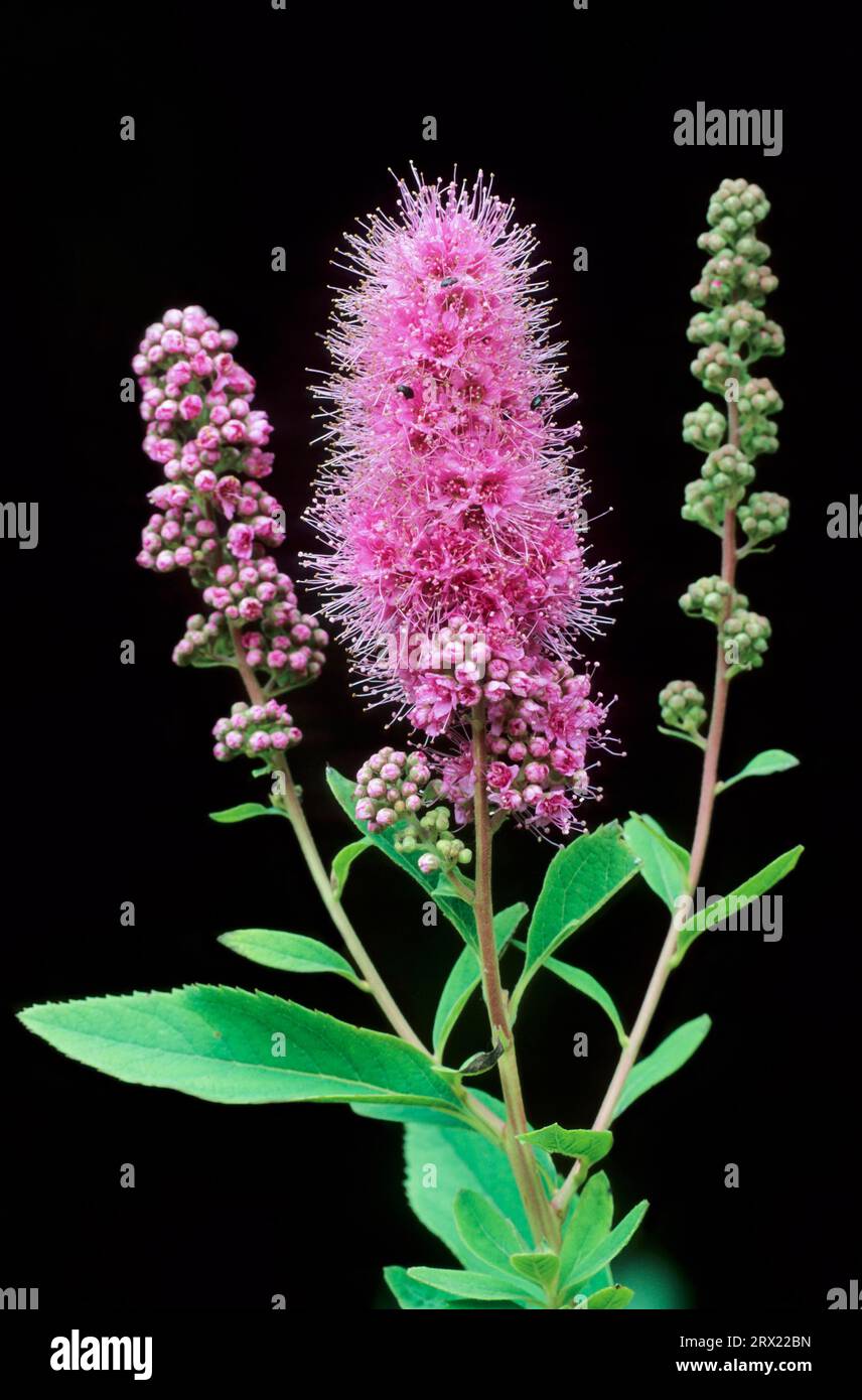 Willow-leaved spirea shrub (Spiraea salicifolia) belongs to the rose family (Willowleaf Meadowsweet), Bridewort is native to the temperate Northern Stock Photo