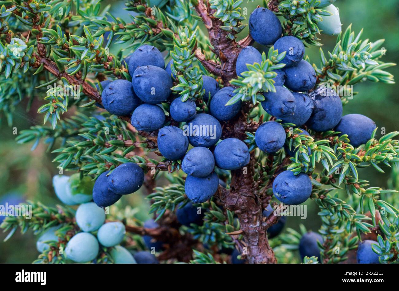 Common Juniper (Juniperus communis) the cones (berries) need more than a year to become ripe (Mountain Juniper) Stock Photo