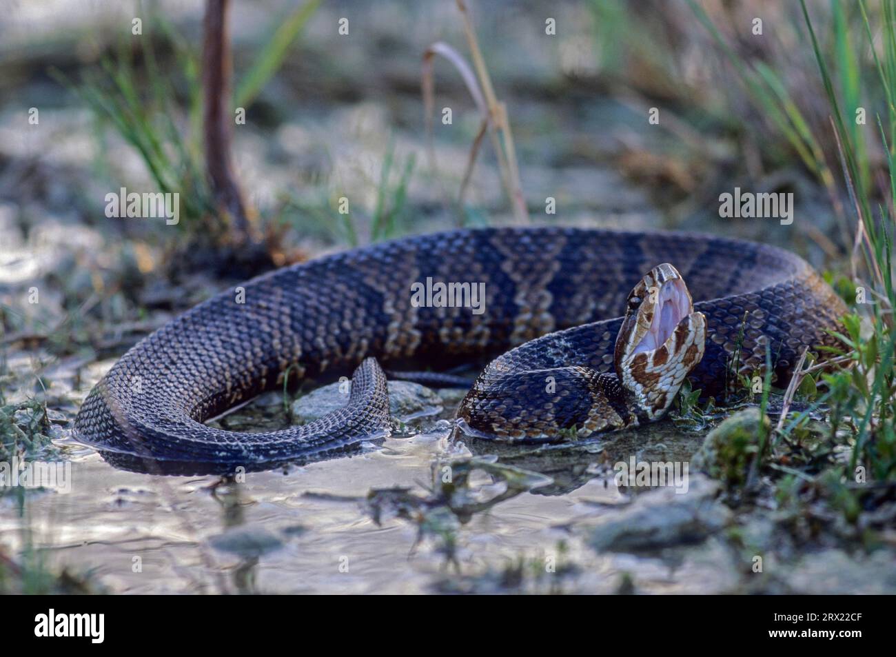 Water moccasin otter needs standing water of all kinds as habitat