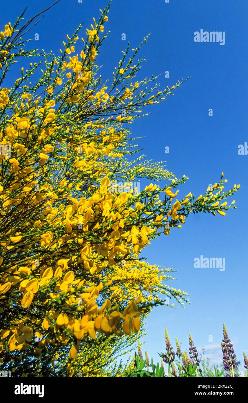 Broom all plant parts are poisonous, Broom is in North America an invasive plant Broom