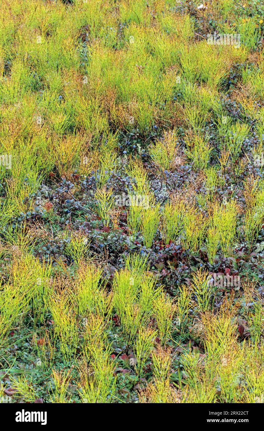 Horsetails (Equisetum) around 375 million years ago first appeared in the Upper Devonian age, Horsetail is a living fossil species Stock Photo