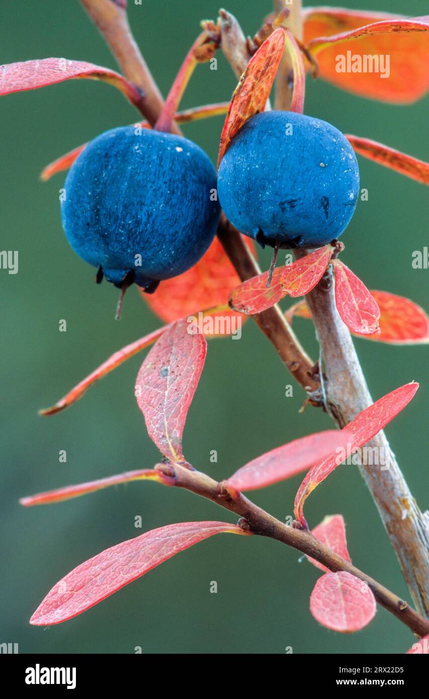 European blueberry (Vaccinium myrtillus) the fruits stain the mouth and teeth red or blue when