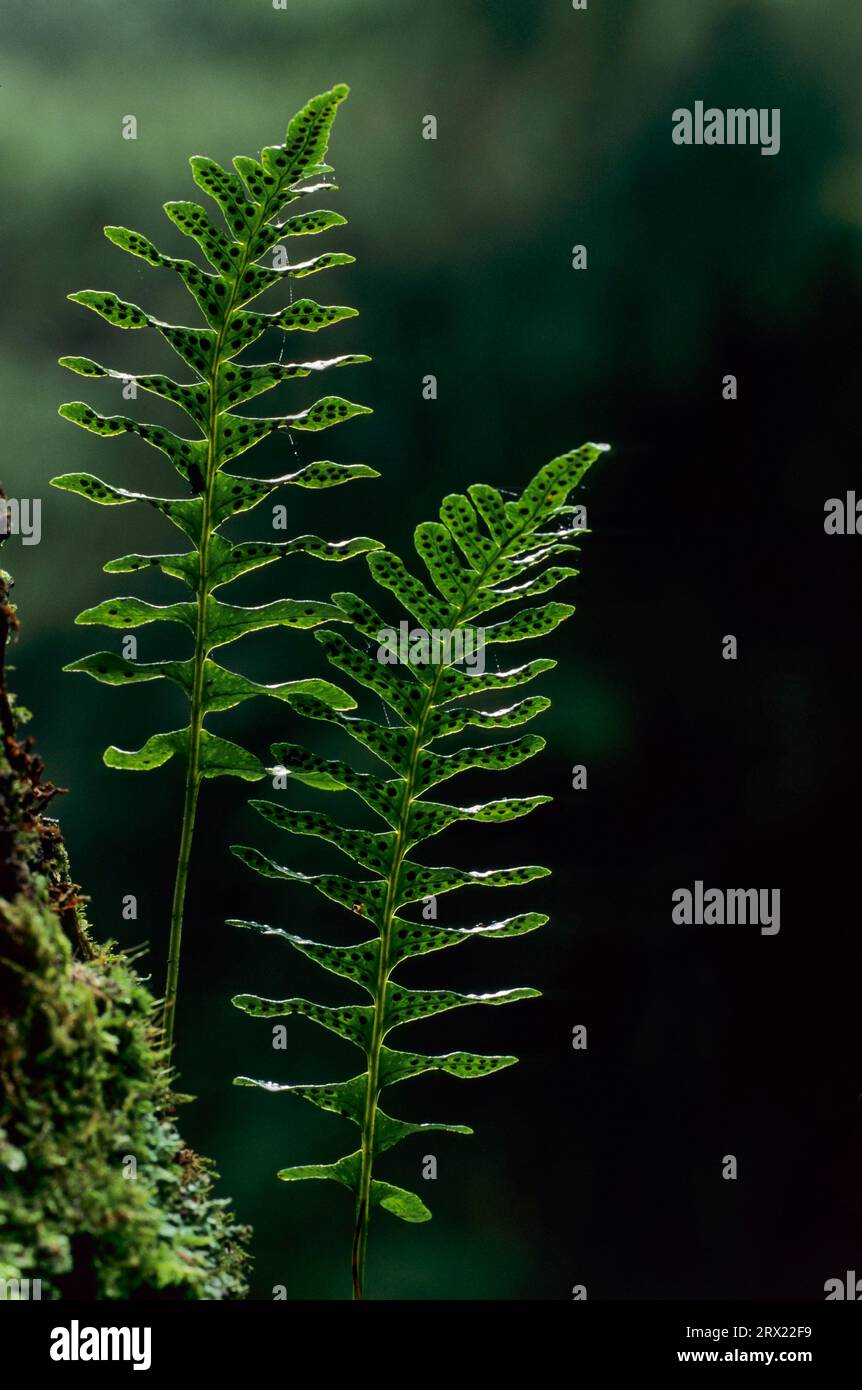 Angelsweet is the only native shoot that grows on mostly mossy bark when humidity is sufficient (Common (Polypodium vulgare) Polypody the sori are Stock Photo