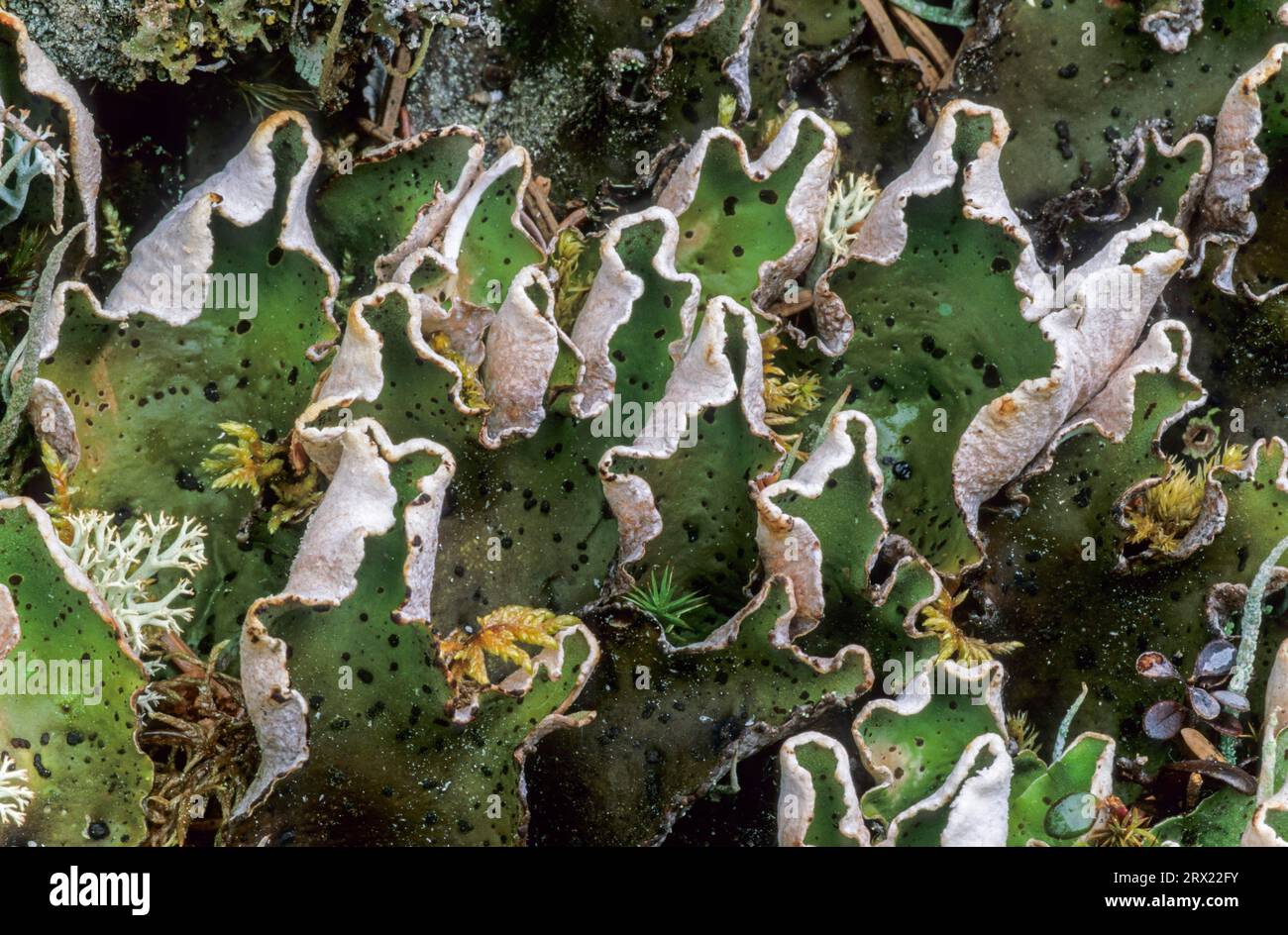 Apple lichen grows in high mountains and in the tundra, Green Dog Lichen produces large apothecia (Felt Lichen), Peltigera aphthosa Stock Photo