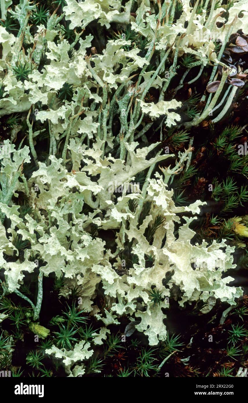Snow lichen is a shrub lichen, Crinkled Snow Lichen contains usnic in the cortex, Flavocetraria nivalis (Cetraria nivalis) Stock Photo