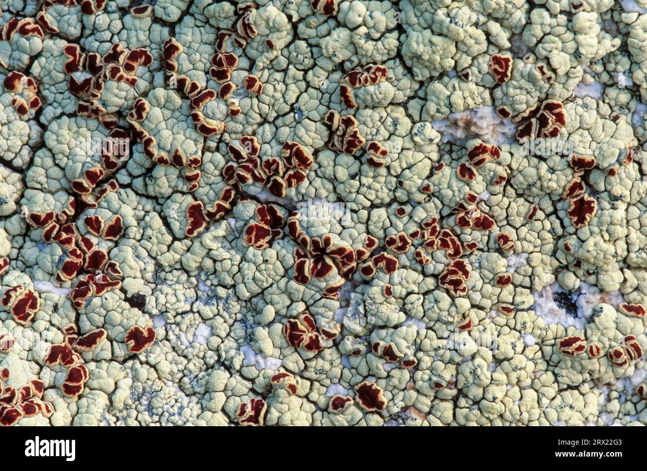 Crustose lichen forms conspicuous red fruiting bodies, the so-called apothecia, Alpine Bloodspot (Ophioparma ventosa) the apothecia are conspicuous Stock Photo