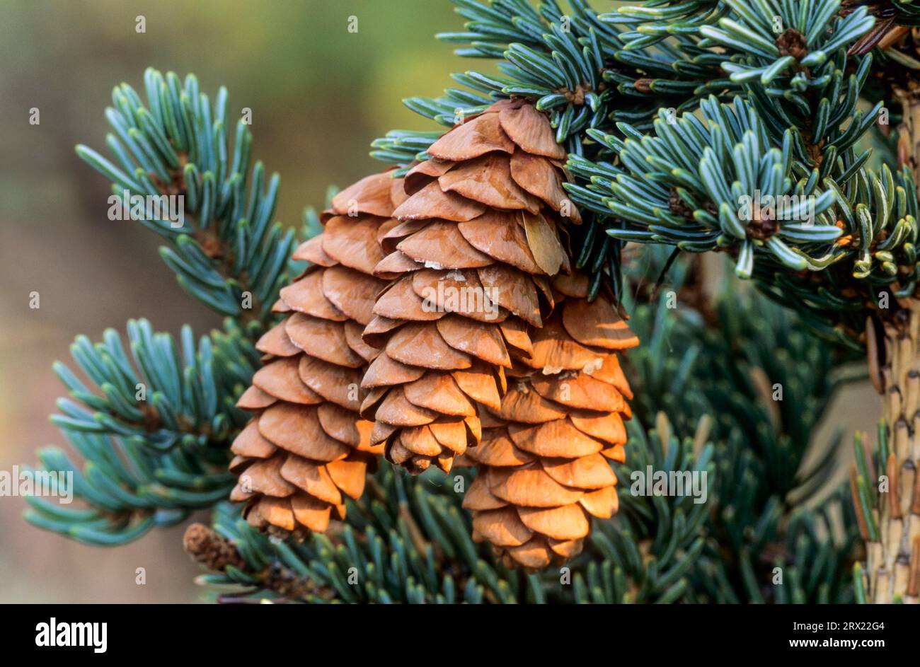White Spruce (Picea) is the official state tree of the US state of South Dakota (Mould Spruce), White Spruce can live for a several hundred years Stock Photo