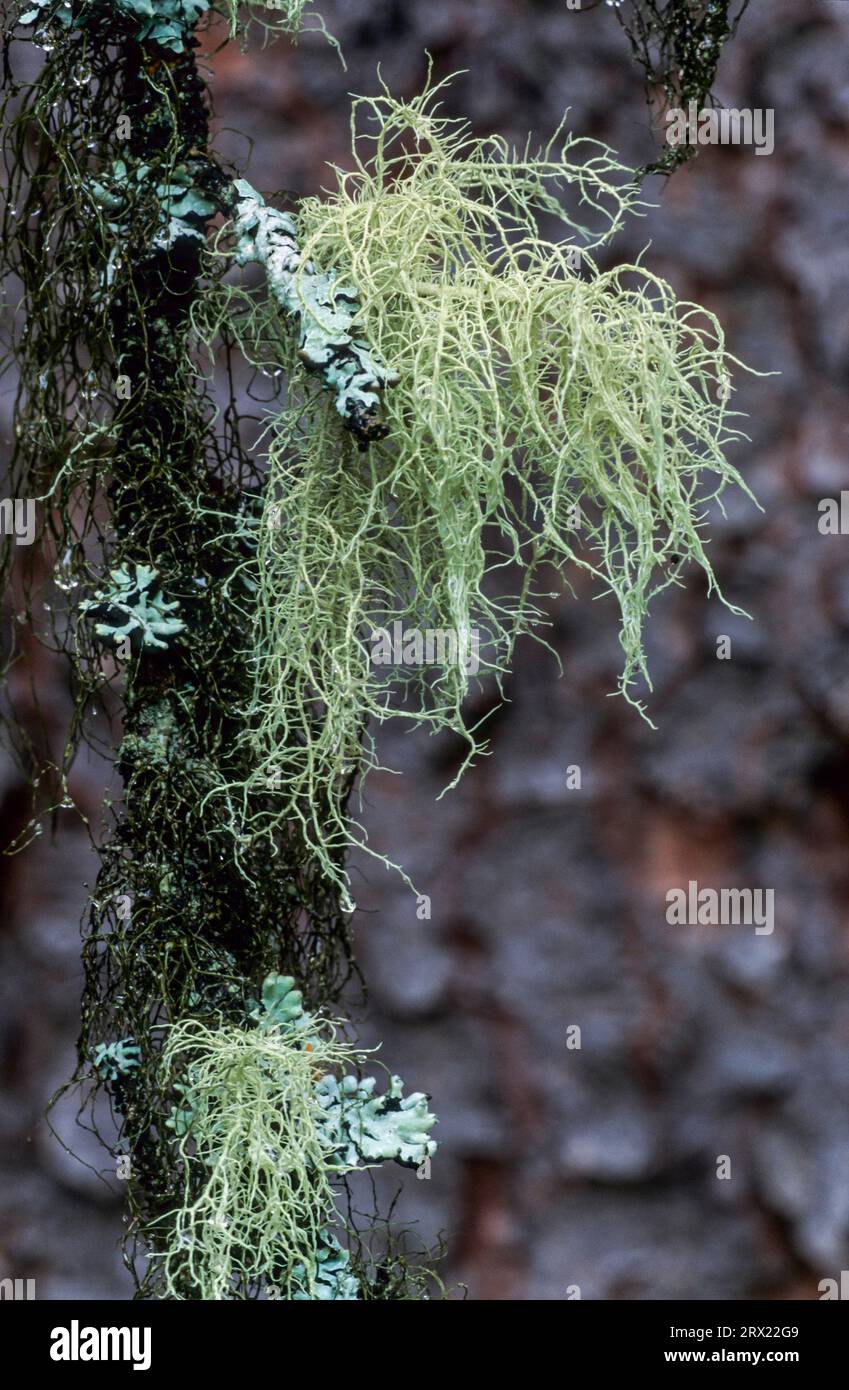 Beard lichen grows on the branches of trees, Old Mans Beard is a large lichen that forms shaggy-like growths on the branches, Usnea (barbata) Stock Photo
